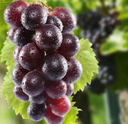 网红吃瓜葡萄图片大全集,图集大揭秘！