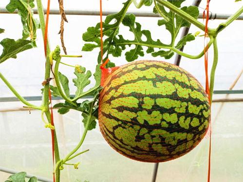 吃瓜网慈悲心吊钟,吃瓜网揭示神秘背后的温情故事