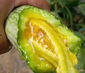 网红吃的那个是什么瓜,究竟隐藏着怎样的美味秘密？