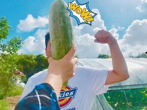 吃瓜网红视角图片大全,吃瓜群众视角下的网红图片大盘点