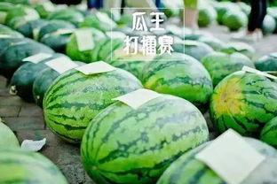 吃瓜网入口每日大赛,精彩对决，瓜界风云再起！