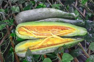 烟台吃瓜网红,带你探秘当地美食江湖