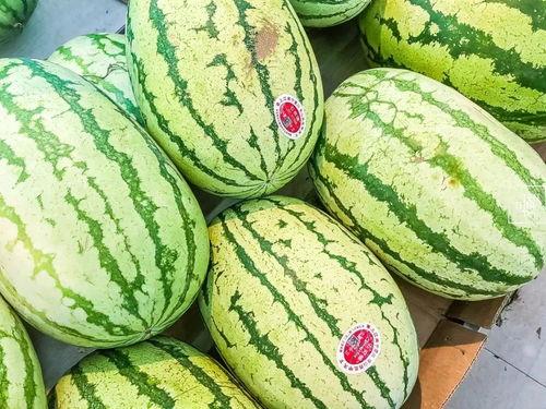 吃瓜网的特点,网络舆论场中的“瓜田”盛景